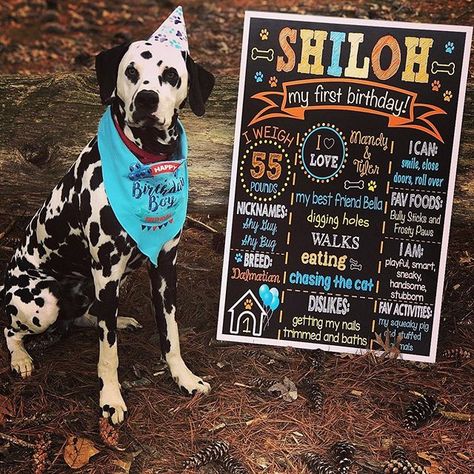 Alaina Ihrig (@lainybugsdesigns) • Instagram photos and videos Dog Party Decorations, Party Chalkboard, Dog First Birthday, First Birthday Sign, Puppy Birthday Parties, First Birthday Chalkboard, Patriotic Dog, Puppy Stuff, Dog Birthday Party