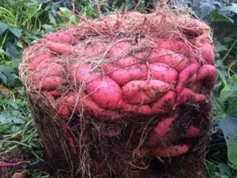 Diy Containers, Potato Harvest, Gemüseanbau In Kübeln, Potato Gardening, Growing Sweet Potatoes, Diy Container Gardening, Organic Vegetable Garden, Garden Types, Veg Garden