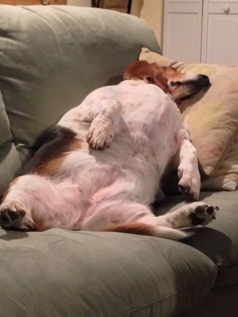 Lazy day Sleep Funny, Bassett Hound, Rat Terriers, Dogs Of The World, Wiener Dog, Basset Hound, Dog Photos, I Love Dogs, Animal Pictures