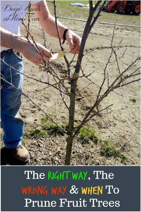 Prune Fruit Trees, Apple Tree Care, Pruning Apple Trees, Fruit Trees Backyard, Espalier Fruit Trees, Planting Fruit Trees, Apple Garden, Fruit Tree Garden, Prune Fruit