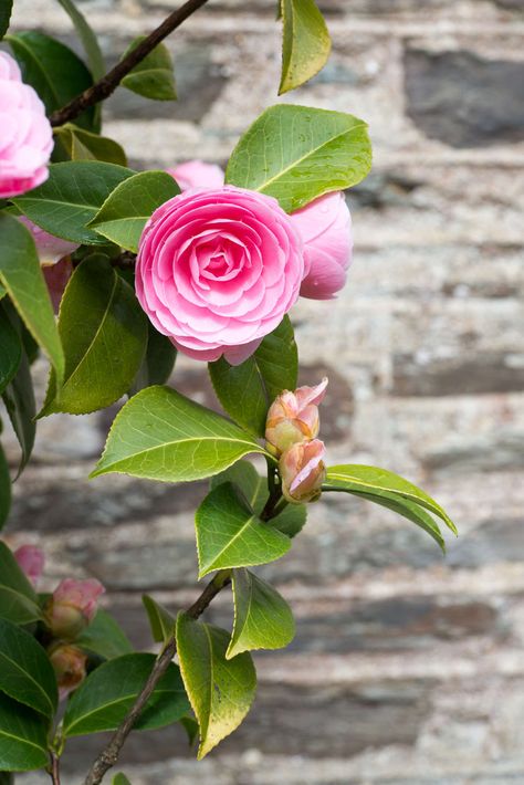 Camelia Tree, Camellia Tree, Camellia Plant, Red Plants, Plant Painting, Bonsai Garden, Garden Landscape Design, Flowering Shrubs, White Gardens