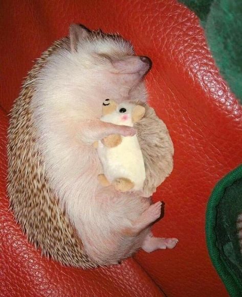 Hedgehog With Plushie A Hedgehog, Silly Animals, Animal Photos, Little Animals, Hedgehogs, Cute Little Animals, Cuteness Overload, Cute Funny Animals, Adorable Animals