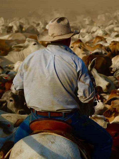 Cattle Herding, Make America Cowboy Again, Cowboy Photography, Australian Farm, Australia Landscape, Cowboys And Angels, The Cowboy Way, Cowboy Life, Farm Photography