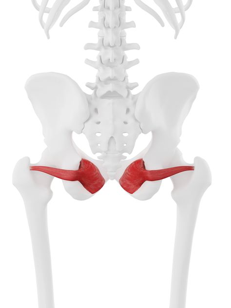 OBTURATOR INTERNUS Origin: Inner surface of the obturator membrane and the margin of the obturator foramen Insertion: Medial surface of the greater trochanter above the trochanteric fossa Action: External rotation, abduction and extension of the hip joint Nerve Supply: Nerve to obturator internus (L5-S2) Obturator Nerve, Sagittal Plane, Greater Trochanter, Spinal Nerve, Muscle Anatomy, Nerve, Anatomy, The Originals