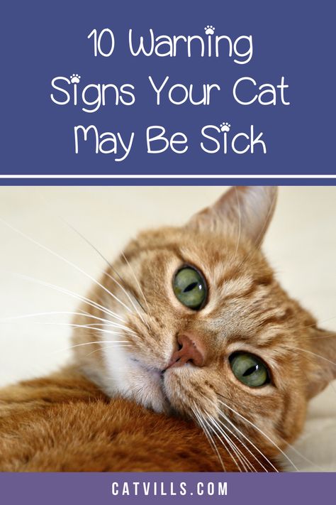 10 warning signs that your cat is sick - CatVills Cat Remedies, Cat Medicine, Cat Diseases, Cat Health Problems, Cat Illnesses, Cute Cat Names, Sick Cat, Cat Health Care, Cat Care Tips