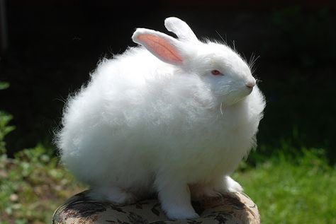 French Angora Rabbit, Rabbit Breeds, Lets Roll, Angora Rabbit, Cutest Animals, Airline Tickets, Rural Life, Cheap Flights, Yarn Art