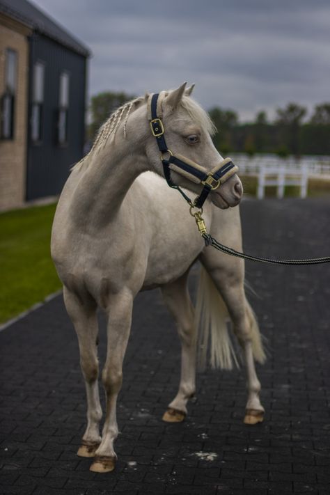 Pony Photography, Welsh Pony, Horse Aesthetic, Ponies, Spirit Animal, Random Stuff, Horses, Animals, Photography