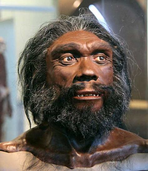 Model of the head and shoulders of an adult male Homo heidelbergensis on display in the Hall of Human Origins in the Smithsonian Museum of Natural History in Washington, D.C. Homo Heidelbergensis, Human Fossils, Homo Habilis, Early Man, Extinct Species, Prehistoric Man, Heidelberg Germany, Smithsonian Museum, Western Asia