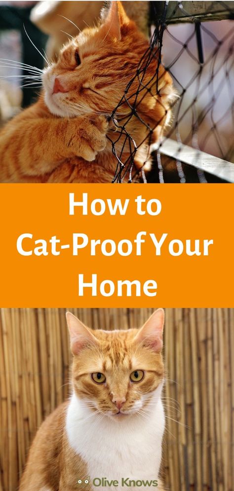 Disney Aristocats, Cat Tips, How To Cat, Cat Proofing, Cat Hacks, Cat Care Tips, Owning A Cat, Cat Help, Curious Cat