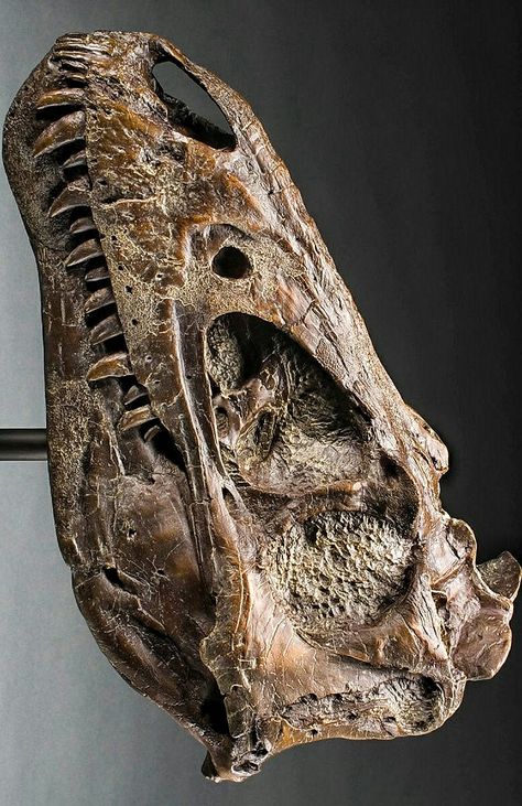 A young #Trex skull                                                                                                                                                                                 More Trex Skull, Spinosaurus Aegyptiacus, Petosky Stone, Fossil Bones, Rocks And Fossils, Dinosaur Skeleton, Paleo Art, Extinct Animals, Dinosaur Fossils