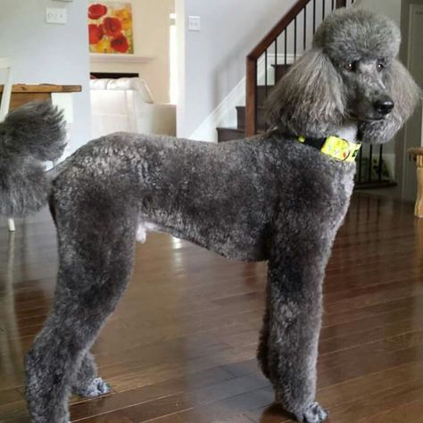 Poodle Hairstyles, Blue Poodle, Loveland Ohio, Poodle Hair, Poodle Haircut, Poodle Cuts, Pretty Poodles, Puppy Cut, Poodle Grooming