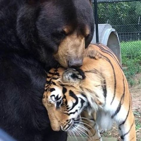 Follow @destination_wild for more amazing wildlife and animal photos!! @destination_wild  Photography by @noahsarkclub  Tag #wildlifeowners and follow us to be featured!! Micah Core, Silly Bears, Jay Core, Unusual Animal Friends, Unlikely Animal Friends, Noahs Ark Animals, Unlikely Friends, Wild Photography, Pet Tiger