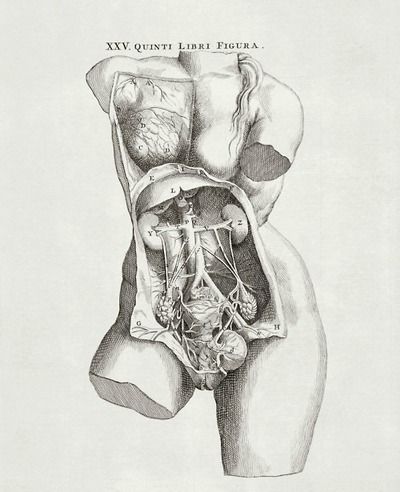 Scientific Drawing Anatomy, Anatomical Drawings Medical, Anatomy Drawing Medical Art, Vintage Anatomy Illustration, Lily Movie, Pelvic Anatomy, Detailed Anatomy, Vintage Medical Art, Anatomical Drawings