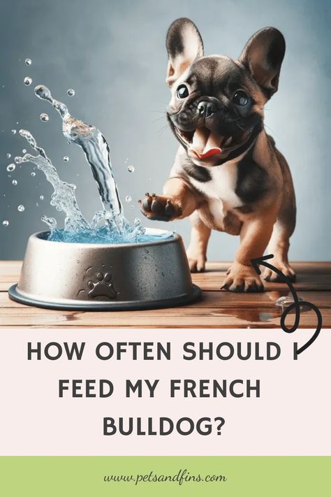 How Often Should I Feed My French Bulldog? French Bulldog Must Haves, Puppy Feeding Schedule, Potty Training Schedule, Bulldog Training, French Bulldog Facts, Frenchie Lovers, Frenchie Bulldog, Frenchie Puppy, Training Schedule