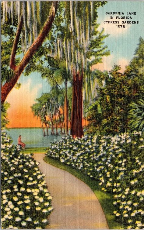 Vintage Posters Travel, Travel Posters Vintage, Florida Clearwater, Florida Postcard, Cypress Gardens, Brick Walkway, Sanibel Island Florida, Kissimmee Florida, Florida Art