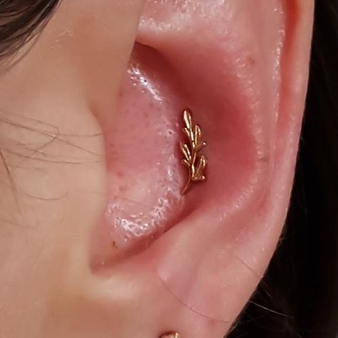 Industrial Strength Australia on Instagram: “Conch by @hayley_piercing using an @bvla Solid Yellow Gold Amity For online  bookings  https://industrialstrength.setmore.com/  or…” Conch, Solid Yellow, Yellow Gold, Australia, Yellow, Gold, On Instagram, Beauty, Instagram