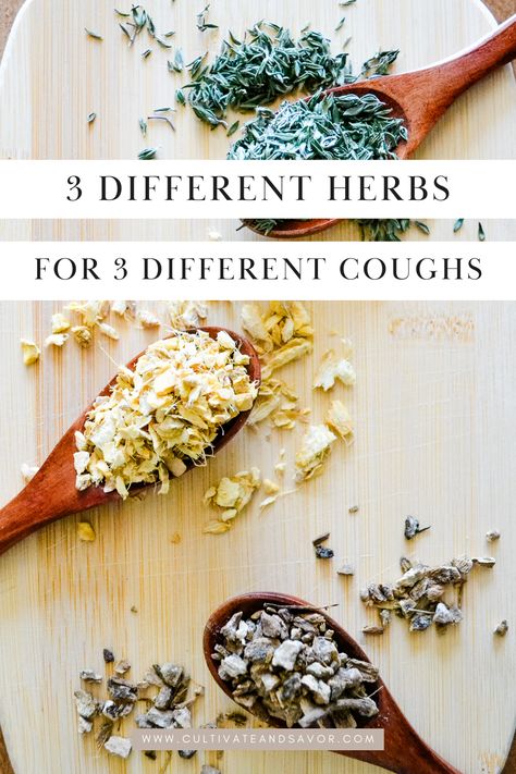 Looking for herbs to help support a cough naturally? Here’s how to determine the right herb for the type of cough you have. Tea For Cough, Severe Cough, Dry Cough Remedies, Herbal Education, How To Stop Coughing, Herbal Medicine Recipes, Chronic Cough, Home Remedy For Cough, Herbal Recipes