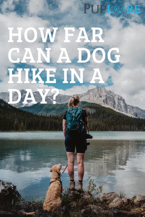 Hiking With Dog, Dog Hiking Gear, Hiking With Dogs, Hiking Dog, Dogs Paws, Dog Hiking, Hiking Training, Summer Hike, Dog Water Bowls