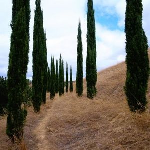 Italian Cypress. Grow easily in Texas and look so majestic, also practical as wind breaks. Mediterranean Trees, Italian Cypress Trees, Pacific Northwest Garden, Yard Privacy, Italian Cypress, Wind Break, Landscaping Inspiration, Texas Gardening, Patio Style