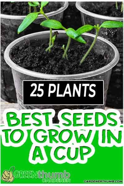 Easy Seeds To Grow With Kids, Kids Seed Planting Activity, Chia Seed Growing Fun, Plant A Seed Activity For Kids, Preschool Planting Seeds, Gardening For Kids Activities, Garden Club Ideas For Kids, Classroom Plants To Grow, Planting Activities For Kids