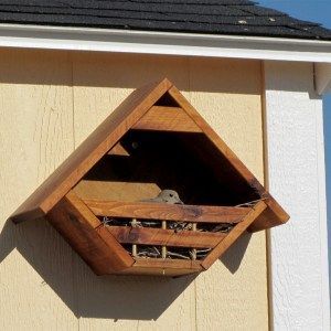 What Do Doves Eat - Best Food For Doves Dove Bird House, Backyard Decorations, Dove Nest, Dove House, Birdhouses Bird Feeders, Garden Birdhouses, Bird House Feeder, Bird House Plans, Bird House Kits