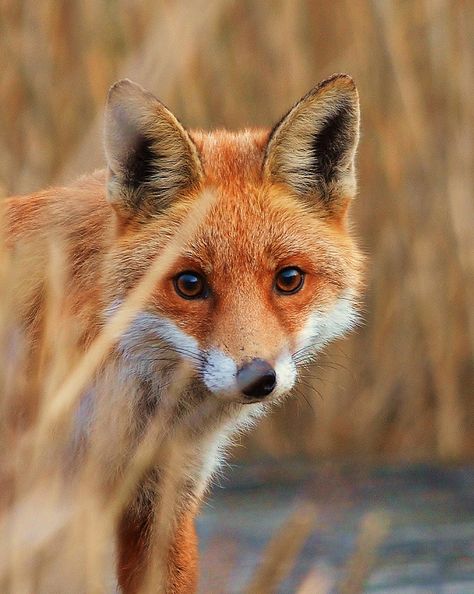 Red fox by Charlie Syme Fuchs Baby, Red Foxes, Fantastic Fox, Photo Animaliere, Fox Pictures, Pet Fox, Wild Dogs, Fox Art, Cute Fox