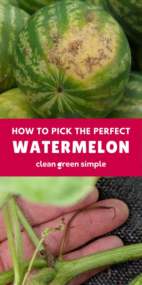 How To Tell When A Watermelon Is Ripe, Ripe Watermelon How To Pick A, When Is Watermelon Ready To Pick, How To Tell If A Watermelon Is Good, Watermelon Ripeness, Watermelon Video, Pick A Watermelon, Watermelon Leaves, Perfect Watermelon