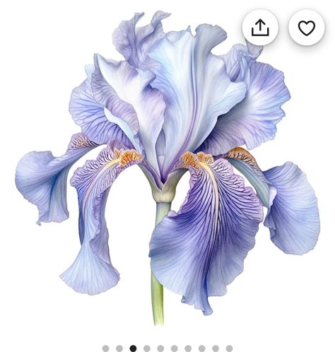 Iris Flower Tattoo, Iris Tattoo, Watercolor Art Lessons, Botanical Painting, Iris Flowers, Art Lessons, Flower Tattoo, Watercolor Art, Coloring Pages