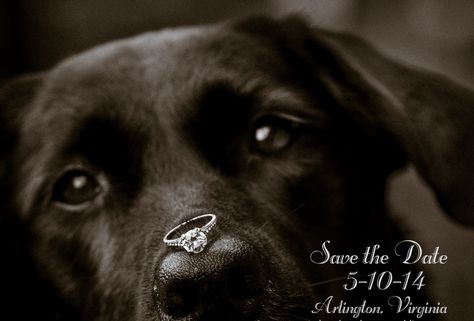 Save The Date With Dogs Ideas, Save The Date Photos With Dogs, Save The Dates With Dogs, Save The Date Ideas With Dog, Save The Date Photo Ideas With Dog, Wedding Invitations With Dogs, Save The Date Dog Photo Ideas, Dog Save The Date Ideas, Save The Date With Dog