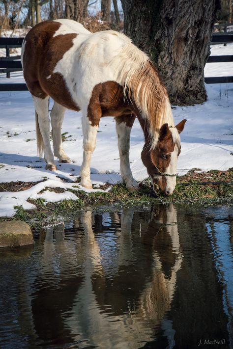 Paint's Reflection - Horse photography Feel Good Pictures, Cowgirl And Horse, Most Beautiful Horses, Most Beautiful Animals, All About Horses, Southern Comfort, Sea Creature, Horse Photos, Sea Birds