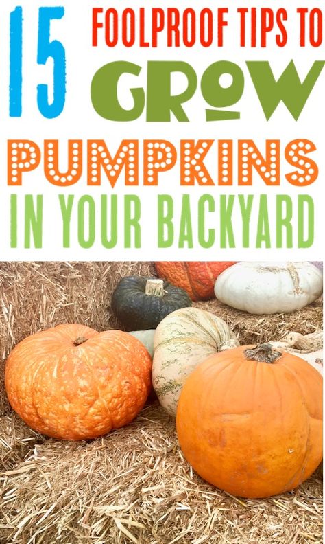 15 Pumpkin Growing Tips and Tricks for Perfect Pumpkins! Growing Pumpkins In Small Space, Best Way To Grow Pumpkins, Tips For Growing Pumpkins, Grow Pumpkins Vertically, Pumpkin Growing Tips, Growing Pumpkins Vertically, How To Plant Pumpkins, Pumpkin Garden Ideas, Backyard Pumpkin Patch