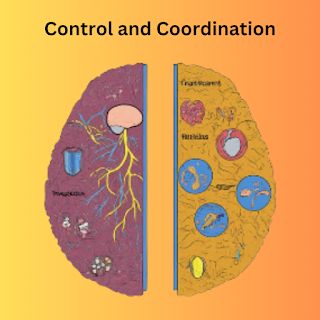 Control and Coordination : Class 10 Science NOTES Control And Coordination Notes, Class 10 Science Notes, Class 10 Cbse, Neet Notes, Class 10 Science, Types Of Muscles, Age Calculator, Study Strategies, Brain Structure