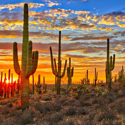 Amante del mundo!🧳 🌵🎉 ¡Hoy celebramos el Día Nacional de las Cactáceas! 🎉🌵 ¿Sabías que hay lugares en el mundo donde las cactáceas dominan el paisaje? Aquí te compartimos tres destinos imperdibles para los amantes de la naturaleza: 📍Desierto de Sonora (México y Estados Unidos) Un paraíso para los cactus, hogar del icónico saguaro. ¡Déjate maravillar por sus vastos paisajes y la rica biodiversidad! 🏜️ 📍Reserva de la Biosfera Tehuacán-Cuicatlán (Puebla y Oaxaca, México) Reconocida por su increí... Mexico Cactus, Desert Biome, Scientific Writing, Environmental Problem, Ponte Vedra Beach, High School Science, Biome, Environmental Science, In The Desert