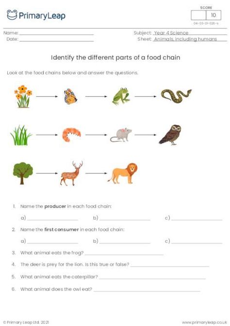 Science Food Chains, Food Chain Activities, Food Chain Worksheet, Food Web Worksheet, Food Web Activities, Human Body Worksheets, Cloze Activity, Classroom Goals, Vocabulary Quiz