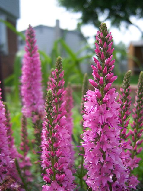 Pink Veronica (do not want for bouquet) Pink Veronica Flower, Pink Veronica, So Pretty, Perennials, House Plants, Hot Pink, Home And Garden, Tattoos, Drawings