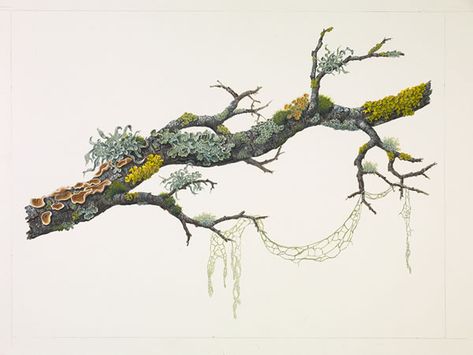 Sml Oak Branch w/Fungi & Lichens Oak Branch, Illustration Botanique, Have Inspiration, Botanical Painting, Scientific Illustration, Botanical Drawings, Nature Journal, Tree Art, Art Graphique