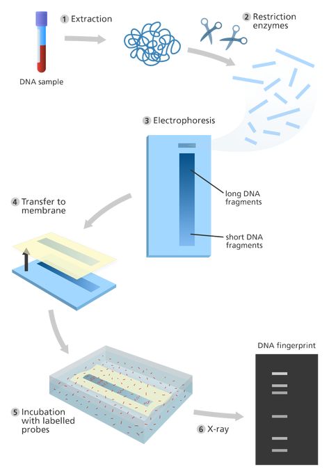 DNA fingerprinting method Dna Fingerprinting Images, Photosynthesis Activities, Microbiology Study, Dna Fingerprinting, Dna Molecule, Human Genome, Medical Laboratory Science, Human Dna, Teaching Biology