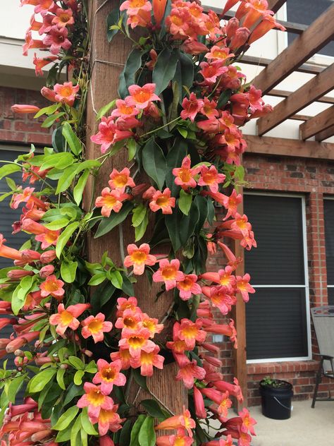 Tangerine Crossvine on pergola, north Texas Tangerine Crossvine, Climbing Flowering Vines, Vine Fence, Texas Gardens, Fast Growing Vines, Texas Plants, Evergreen Vines, Climbing Flowers, Growing Vines