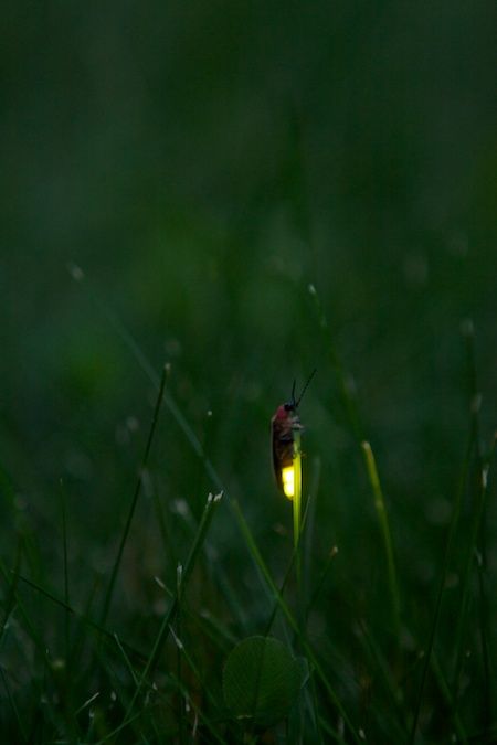 I cant wait for lightening bugs this summer Lightening Bugs, Lighting Bugs, Twilight Garden, Foto Macro, Warehouse 13, Firefly Serenity, Dark Arts, Stargate Atlantis, Joss Whedon