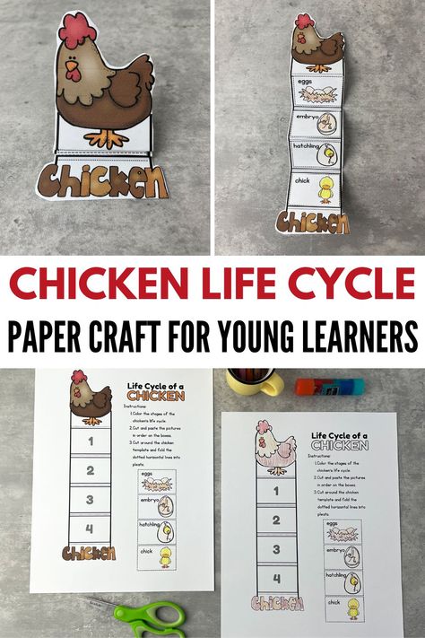 Chicken Life Cycle Craft, Chicken Life Cycle Activities, Life Cycles Preschool, Chicken Life Cycle, Life Cycle Craft, Craft For Preschoolers, Animal Activities For Kids, Animal Life Cycles, Life Cycles Activities