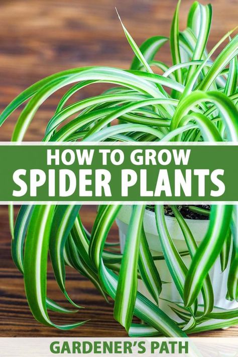 Spider Plant Care, Indoor Plants Styling, Household Plants, Spider Plant, Plant Care Houseplant, Plant Problems, Inside Plants, Indoor Plant Care, Growing Plants Indoors