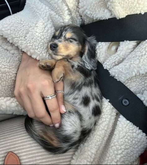 Mini Daushaund, Mini Longhaired Dachshund, Aussie Dachshund, Daushands Puppies, Tri Merle Dachshund, Aesthetic Dachshund, Dachshunds Dog, Daschund Dog, Daschund Puppies