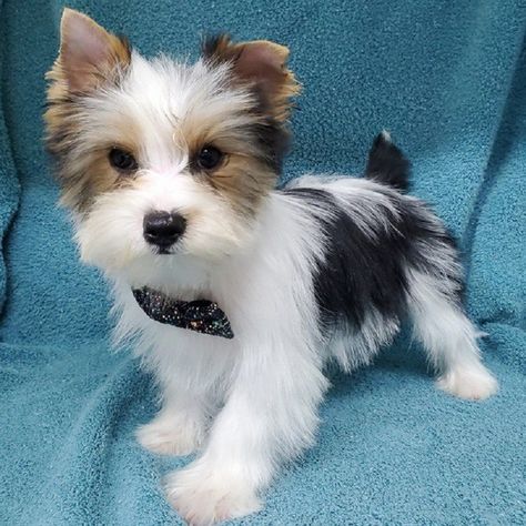 Teacup Yorkie Puppies For Sale | 11 Yorkshire Puppies Avail Yorkshire Terrier Breeders, Yorkie Poo Puppies, Yorkie Puppies For Adoption, Yorkie Breeders, Yorkshire Puppies, Teacup Yorkie For Sale, Yorkie Puppies For Sale, Biewer Yorkie, Yorkies For Sale