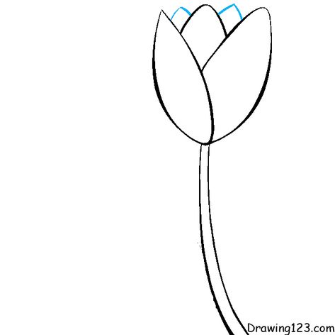 Tulip Drawing Tutorial - How to draw Tulip step by step Draw Tulip, Drawing Plants, Tulip Drawing, Purple Tulips, Flower Spike, Plant Drawing, Flower Branch, Learn How To Draw, Tulips Flowers