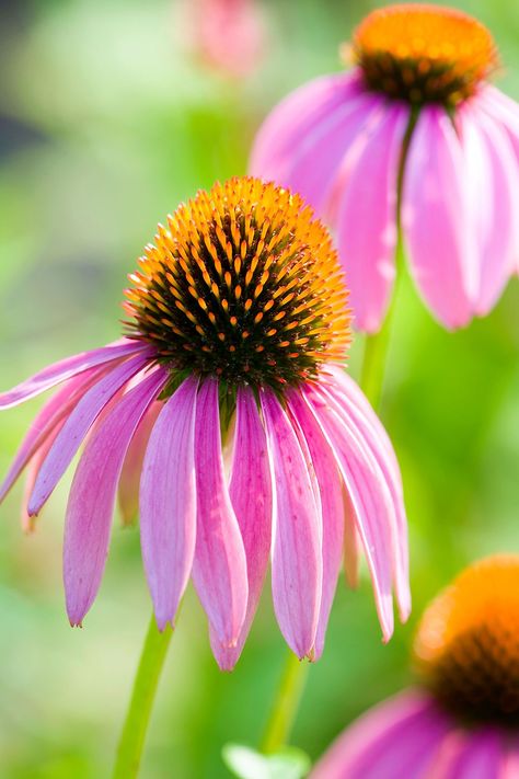 This native prairie wildflower looks especially beautiful when you plant the 'Magnus' variety, which throws its petals out horizontally, daisy-style. Coneflower tolerates heat and drought, and it blooms all summer long. #gardening #gardenideas #perennialtips #perennialflowers #perennialgarden #bhg Tall Perennial Flowers, Moss Phlox, Purple Coneflower, Hardy Hibiscus, Perennial Bulbs, Best Perennials, Sun Perennials, Shade Perennials, Have Inspiration