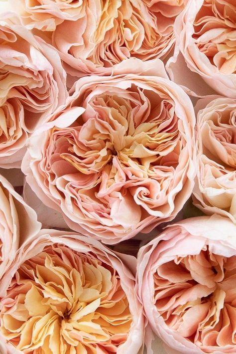 Peach wedding rose by David Austin Wedding Roses David Austin Wedding, Juliet Rose, Wedding Roses, Austin Rose, Flower Company, Rose Fragrance, Growing Roses, David Austin Roses, Flower Therapy