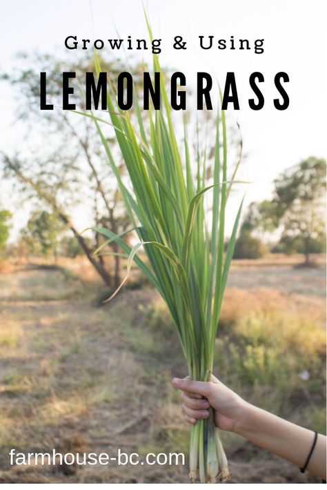 Growing lemongrass and using it is as simple as it gets! Lemongrass is a perennial medicinal plant. Lemongrass that lasts a long time and produces throughout the year. It is a very leafy thicket, has an intense characteristic aroma and a flavor, similar to lemon; hence his name. There are many uses for lemongrass from helping with a cough to repelling mosquitos! Read all about it at the ad-free blog! #gardening #garden #gardenplanting #homesteading #lemongrass Lemon Grass Uses, Apothecary Herbs, Lemongrass Recipes, Grow Lemongrass, Lemongrass Plant, Growing Vegetables Indoors, Herbal Tea Garden, Flea Spray, River Rock Landscaping