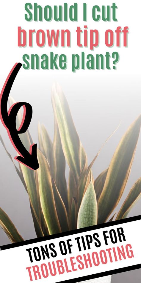 Wondering if you should cut brown tips off snake plants? Uncover the best snake plant care practices for maintaining the health and appearance of your resilient houseplant! Cane Plant, Brown Tips, Snake Plant Care, Mother In Law Tongue, Snake Plants, Plant Nutrients, Plants Indoor, House Plants Indoor, A Snake