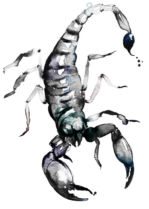 Scorpion Painting, Birth Illustration, Zodiac Painting, Wildflower Drawing, Scorpio Art, Human Figure Sketches, Zodiac Tattoos, Watercolour Ink, Figure Sketching