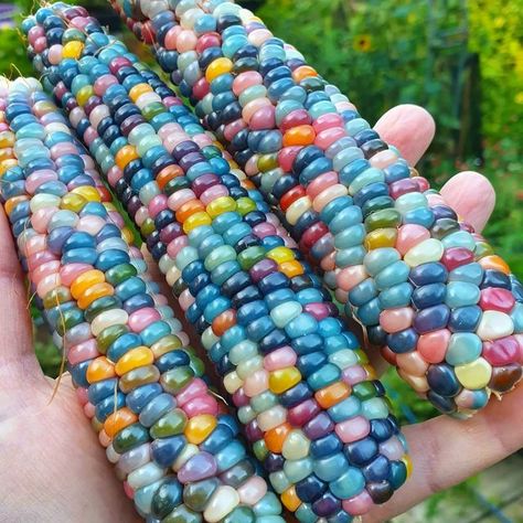 Alchemy Ingredients, Colorful Corn, Candy Garden, Gem Corn, Colored Corn, Rainbow Corn, Corn Painting, Purple Vegetables, Glass Gem Corn